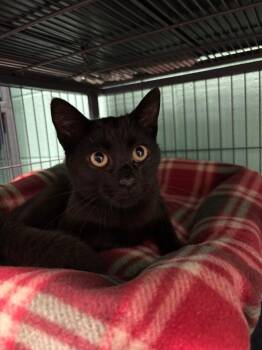 Eddy -  Domestic Short Hair Cat for Adoption in Frankfort, Kentucky - Eddy | PetCurious