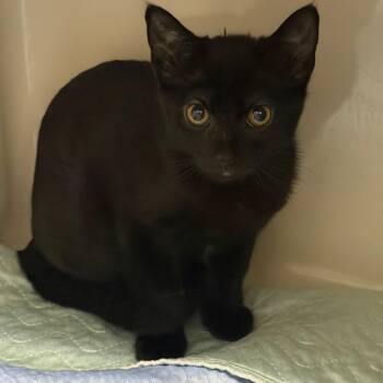 Jolene -  Domestic Short Hair Cat for Adoption in Watertown, New York - Jolene | PetCurious