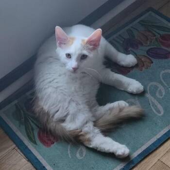 Faline -  Domestic Medium Hair Cat for Adoption in Elyria, Ohio - Faline | PetCurious
