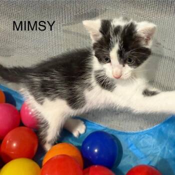 Rescue Domestic Short Hair Cats for Adoption in Gresham, Wisconsin - MIMSY | PetCurious