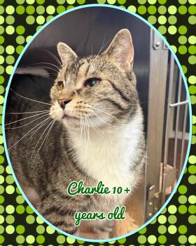 Charlie -  Domestic Short Hair Cat for Adoption in Franklin Township, New Jersey - Charlie | PetCurious