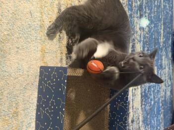 Kiki -  Domestic Short Hair Cat for Adoption in Diamond Springs, California - Kiki | PetCurious