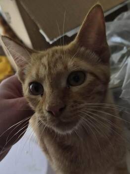 Ship -  Domestic Short Hair Cat for Adoption in Bolivar, Missouri - Ship | PetCurious
