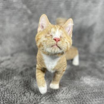 Grand Marnier - Andrea foster -  Domestic Short Hair Cat for Adoption in Social Circle, Georgia - Grand Marnier - Andrea Foster | PetCurious