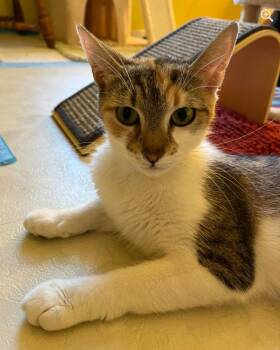 Rescue Domestic Short Hair Cats for Adoption in Woodbury, New Jersey - Poppins | PetCurious