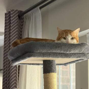 Domestic Short Hair Cats Available for Adoption in Evanston, Illinois - Sorcerer | PetCurious