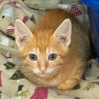 Sunny -  Domestic Short Hair Cat for Adoption in Tulsa, Oklahoma - Sunny | PetCurious