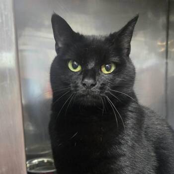 Midnight -  Domestic Short Hair Cat for Adoption in Martinsville, Indiana - Midnight | PetCurious