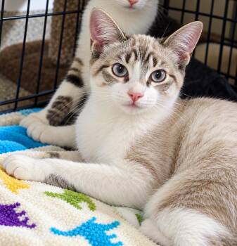 Jack -  Siamese Cat for Adoption in Sacramento, California - Jack | PetCurious