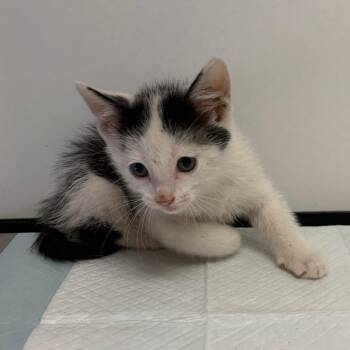 Stan -  Domestic Short Hair Cat for Adoption in Nashville, Tennessee - Stan | PetCurious