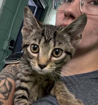 kiwi -  Domestic Short Hair Cat for Adoption in Waverly, Tennessee - Kiwi | PetCurious