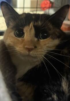 Hailey Joy -  Calico and Domestic Short Hair Cat for Adoption in Chandler, Arizona - Hailey Joy | PetCurious