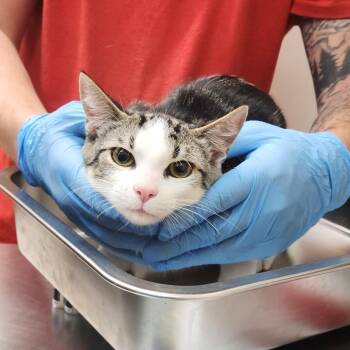 Paxton -  Domestic Short Hair Cat for Adoption in Birmingham, Alabama - Paxton | PetCurious