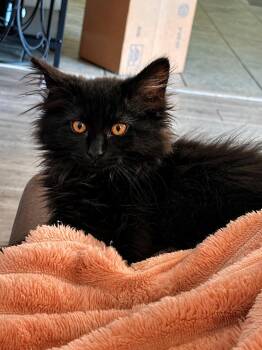 Hilo -  Domestic Long Hair Cat for Adoption in Fort Worth, Texas - Hilo | PetCurious