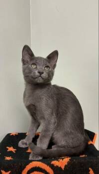 Irwin -  Russian Blue and Domestic Short Hair Cat for Adoption in Picayune, Mississippi - Irwin | PetCurious