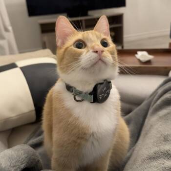 Rescue Domestic Short Hair Cats for Adoption in Terrell Hills, Texas - Tinka | PetCurious