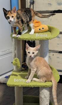 Benny & Brissa -  Domestic Short Hair Cat for Adoption in Oakley, California - Benny & Brissa | PetCurious