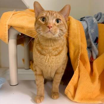 Miles -  Domestic Short Hair Cat for Adoption in Woodinville, Washington - Miles | PetCurious