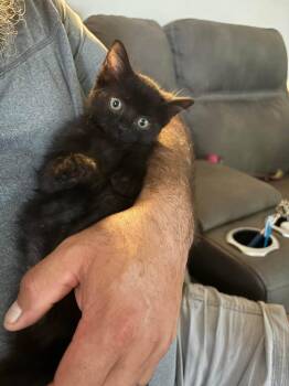 Pantera -  Domestic Short Hair Cat for Adoption in Cleveland, Ohio - Pantera | PetCurious
