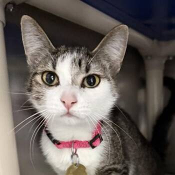 Domestic Short Hair Cats Available for Adoption - Pixie | PetCurious