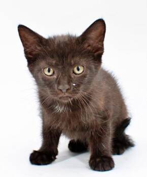 Pearl -  Domestic Short Hair Cat Available for Adoption in Morton Grove, Illinois - Pearl | PetCurious