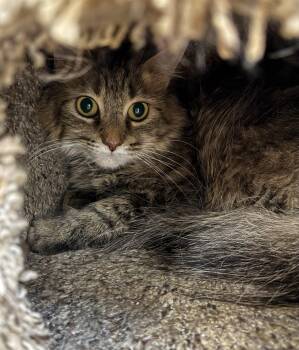 Rescue Domestic Long Hair Cats for Adoption in Richland Center, Wisconsin - Rosalie | PetCurious