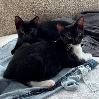 Zuzu (bonded with Nala) -  Domestic Short Hair Cat for Adoption in Honolulu, Hawaii - Zuzu (bonded With Nala) | PetCurious