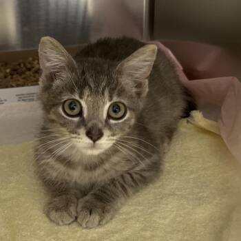 Nero -  Domestic Short Hair Cat for Adoption in Marshall, Virginia - Nero | PetCurious