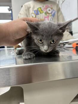 Von -  Domestic Medium Hair Cat for Adoption in Marietta, Georgia - Von | PetCurious