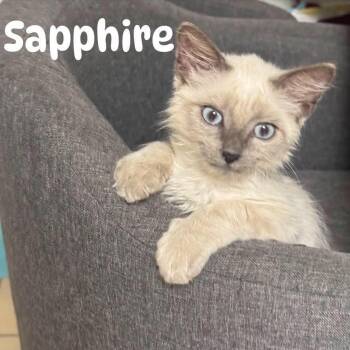 Sapphire -  Siamese and Domestic Medium Hair Cat for Adoption in San Tan Valley, Arizona - Sapphire | PetCurious