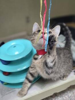 Cirrus -  Domestic Short Hair Cat for Adoption in Westland, Michigan - Cirrus | PetCurious