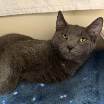 Domestic Short Hair Cats Available for Adoption - Jack | PetCurious