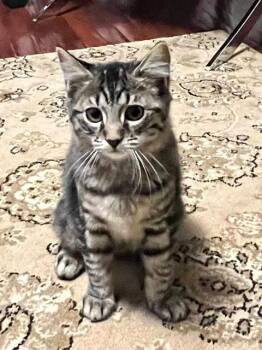 SHILOH -  Domestic Long Hair Cat for Adoption in Canfield, Ohio - SHILOH | PetCurious