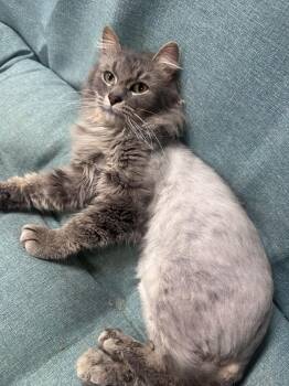 Bennette -  Domestic Medium Hair Cat for Adoption in Hamilton, Michigan - Bennette | PetCurious