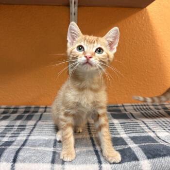 Jr -  Domestic Short Hair Cat for Adoption in Fresno, California - Jr | PetCurious
