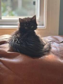 Katniss -  Domestic Long Hair Cat for Adoption in Waxhaw, North Carolina - Katniss | PetCurious