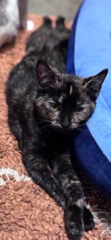 Rescue Domestic Short Hair Cats for Adoption in Chuckey, Tennessee - Snickers | PetCurious