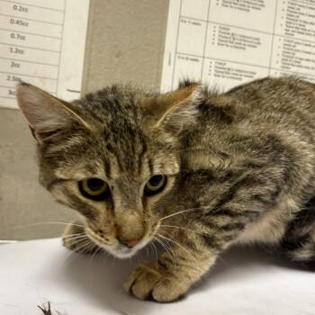 Barbara -  Domestic Short Hair Cat for Adoption in Yuma, Arizona - Barbara | PetCurious