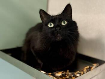 Domestic Medium Hair Cats Available for Adoption - Minnie | PetCurious