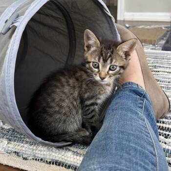26-155 Purrito -  Domestic Short Hair Cat for Adoption in North Branford, Connecticut - 26-155 Purrito | PetCurious