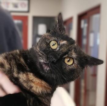 Domestic Short Hair Cats Available for Adoption - Nancy Wheeler | PetCurious