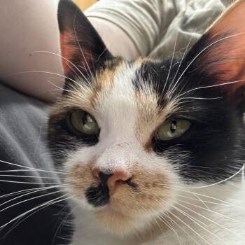 Domestic Short Hair Cats Available for Adoption in Crookston, Minnesota - Stella | PetCurious