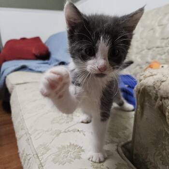 Monkey -  Domestic Long Hair Cat for Adoption in Columbia, Missouri - Monkey | PetCurious