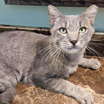 Junior -  Domestic Short Hair Cat for Adoption in Chandler, Arizona - Junior | PetCurious