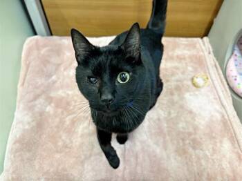 Domestic Short Hair Cats Available for Adoption - SALEM | PetCurious