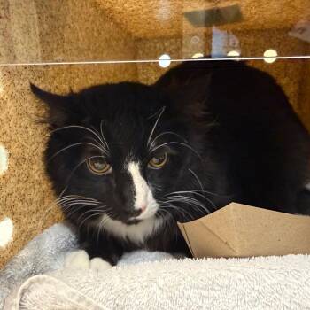 Elvis -  Domestic Medium Hair Cat for Adoption in Pasadena, California - Elvis | PetCurious
