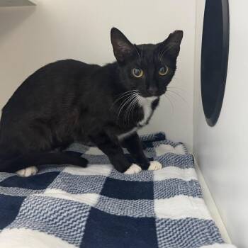 Pazuzu -  Domestic Short Hair Cat for Adoption in Port Richey, Florida - Pazuzu | PetCurious