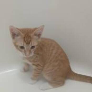 Juni -  Domestic Short Hair Cat for Adoption in West Palm Beach, Florida - Juni | PetCurious