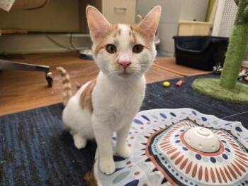 Rescue Domestic Short Hair Cats for Adoption in Cincinnati, Ohio - Lester | PetCurious