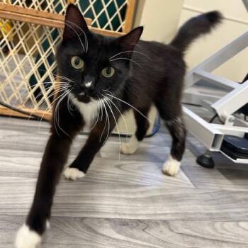 Magpie -  Domestic Medium Hair Cat for Adoption in Lake Panasoffkee, Florida - Magpie | PetCurious
